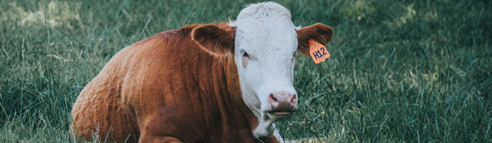 Cow laying in a field